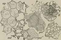 An illustration from The microscopy of vegetable foods, with special reference to the detection of adulteration and the diagnosis of mixtures (1916)