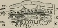 An illustration from The microscopy of vegetable foods, with special reference to the detection of adulteration and the diagnosis of mixtures (1916)