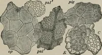 An illustration from The microscopy of vegetable foods, with special reference to the detection of adulteration and the diagnosis of mixtures (1916)