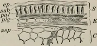 An illustration from The microscopy of vegetable foods, with special reference to the detection of adulteration and the diagnosis of mixtures (1916)