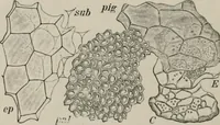 An illustration from The microscopy of vegetable foods, with special reference to the detection of adulteration and the diagnosis of mixtures (1916)