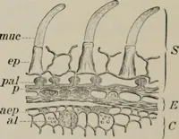 An illustration from The microscopy of vegetable foods, with special reference to the detection of adulteration and the diagnosis of mixtures (1916)