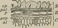 An illustration from The microscopy of vegetable foods, with special reference to the detection of adulteration and the diagnosis of mixtures (1916)