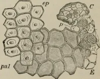 An illustration from The microscopy of vegetable foods, with special reference to the detection of adulteration and the diagnosis of mixtures (1916)