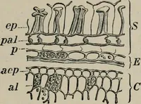 An illustration from The microscopy of vegetable foods, with special reference to the detection of adulteration and the diagnosis of mixtures (1916)