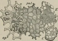 An illustration from The microscopy of vegetable foods, with special reference to the detection of adulteration and the diagnosis of mixtures (1916)