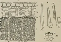 An illustration from The microscopy of vegetable foods, with special reference to the detection of adulteration and the diagnosis of mixtures (1916)
