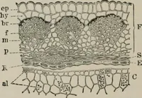 An illustration from The microscopy of vegetable foods, with special reference to the detection of adulteration and the diagnosis of mixtures (1916)