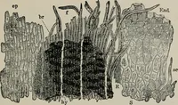 An illustration from The microscopy of vegetable foods, with special reference to the detection of adulteration and the diagnosis of mixtures (1916)