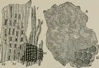 An illustration from The microscopy of vegetable foods, with special reference to the detection of adulteration and the diagnosis of mixtures (1916)