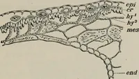 An illustration from The microscopy of vegetable foods, with special reference to the detection of adulteration and the diagnosis of mixtures (1916)