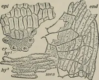 An illustration from The microscopy of vegetable foods, with special reference to the detection of adulteration and the diagnosis of mixtures (1916)