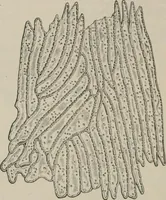 An illustration from The microscopy of vegetable foods, with special reference to the detection of adulteration and the diagnosis of mixtures (1916)