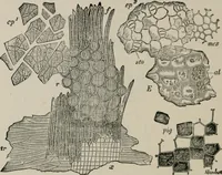 An illustration from The microscopy of vegetable foods, with special reference to the detection of adulteration and the diagnosis of mixtures (1916)