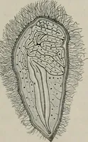 An illustration from The microscopy of vegetable foods, with special reference to the detection of adulteration and the diagnosis of mixtures (1916)