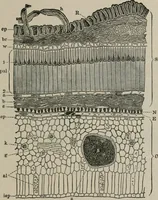 An illustration from The microscopy of vegetable foods, with special reference to the detection of adulteration and the diagnosis of mixtures (1916)