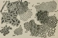 An illustration from The microscopy of vegetable foods, with special reference to the detection of adulteration and the diagnosis of mixtures (1916)
