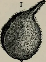 An illustration from The microscopy of vegetable foods, with special reference to the detection of adulteration and the diagnosis of mixtures (1916)