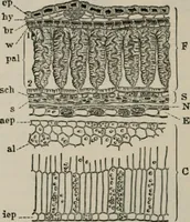 An illustration from The microscopy of vegetable foods, with special reference to the detection of adulteration and the diagnosis of mixtures (1916)