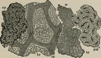 An illustration from The microscopy of vegetable foods, with special reference to the detection of adulteration and the diagnosis of mixtures (1916)