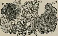 An illustration from The microscopy of vegetable foods, with special reference to the detection of adulteration and the diagnosis of mixtures (1916)