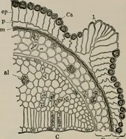 An illustration from The microscopy of vegetable foods, with special reference to the detection of adulteration and the diagnosis of mixtures (1916)