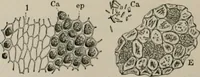 An illustration from The microscopy of vegetable foods, with special reference to the detection of adulteration and the diagnosis of mixtures (1916)