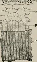 An illustration from The microscopy of vegetable foods, with special reference to the detection of adulteration and the diagnosis of mixtures (1916)