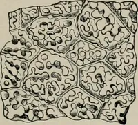 An illustration from The microscopy of vegetable foods, with special reference to the detection of adulteration and the diagnosis of mixtures (1916)