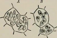 An illustration from The microscopy of vegetable foods, with special reference to the detection of adulteration and the diagnosis of mixtures (1916)