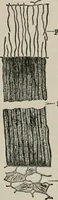 An illustration from The microscopy of vegetable foods, with special reference to the detection of adulteration and the diagnosis of mixtures (1916)