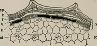 An illustration from The microscopy of vegetable foods, with special reference to the detection of adulteration and the diagnosis of mixtures (1916)