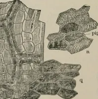 An illustration from The microscopy of vegetable foods, with special reference to the detection of adulteration and the diagnosis of mixtures (1916)