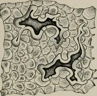 An illustration from The microscopy of vegetable foods, with special reference to the detection of adulteration and the diagnosis of mixtures (1916)