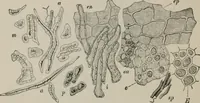 An illustration from The microscopy of vegetable foods, with special reference to the detection of adulteration and the diagnosis of mixtures (1916)