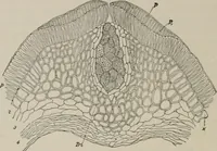 An illustration from The microscopy of vegetable foods, with special reference to the detection of adulteration and the diagnosis of mixtures (1916)