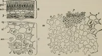 An illustration from The microscopy of vegetable foods, with special reference to the detection of adulteration and the diagnosis of mixtures (1916)