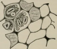 An illustration from The microscopy of vegetable foods, with special reference to the detection of adulteration and the diagnosis of mixtures (1916)