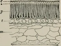 An illustration from The microscopy of vegetable foods, with special reference to the detection of adulteration and the diagnosis of mixtures (1916)
