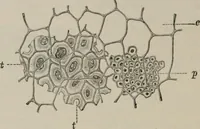 An illustration from The microscopy of vegetable foods, with special reference to the detection of adulteration and the diagnosis of mixtures (1916)