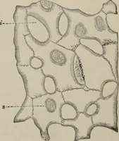 An illustration from The microscopy of vegetable foods, with special reference to the detection of adulteration and the diagnosis of mixtures (1916)