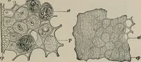 An illustration from The microscopy of vegetable foods, with special reference to the detection of adulteration and the diagnosis of mixtures (1916)