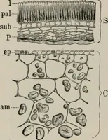 An illustration from The microscopy of vegetable foods, with special reference to the detection of adulteration and the diagnosis of mixtures (1916)