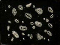 An illustration from The microscopy of vegetable foods, with special reference to the detection of adulteration and the diagnosis of mixtures (1916)