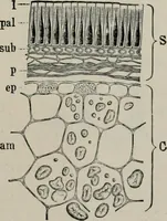 An illustration from The microscopy of vegetable foods, with special reference to the detection of adulteration and the diagnosis of mixtures (1916)