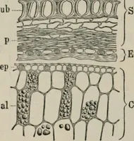 An illustration from The microscopy of vegetable foods, with special reference to the detection of adulteration and the diagnosis of mixtures (1916)