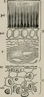 An illustration from The microscopy of vegetable foods, with special reference to the detection of adulteration and the diagnosis of mixtures (1916)