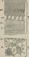 An illustration from The microscopy of vegetable foods, with special reference to the detection of adulteration and the diagnosis of mixtures (1916)