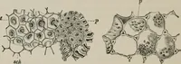 An illustration from The microscopy of vegetable foods, with special reference to the detection of adulteration and the diagnosis of mixtures (1916)