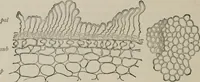 An illustration from The microscopy of vegetable foods, with special reference to the detection of adulteration and the diagnosis of mixtures (1916)
